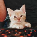 fosterkittendad from onlyfans